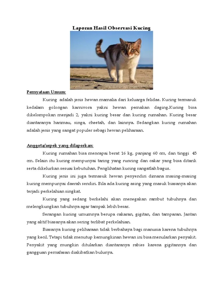 Contoh Teks Laporan Hasil Observasi Hewan Kucing Singkat Nusagates 6 Contoh Teks Laporan Hasil Observasi Hewan Dan Strukturnya.
