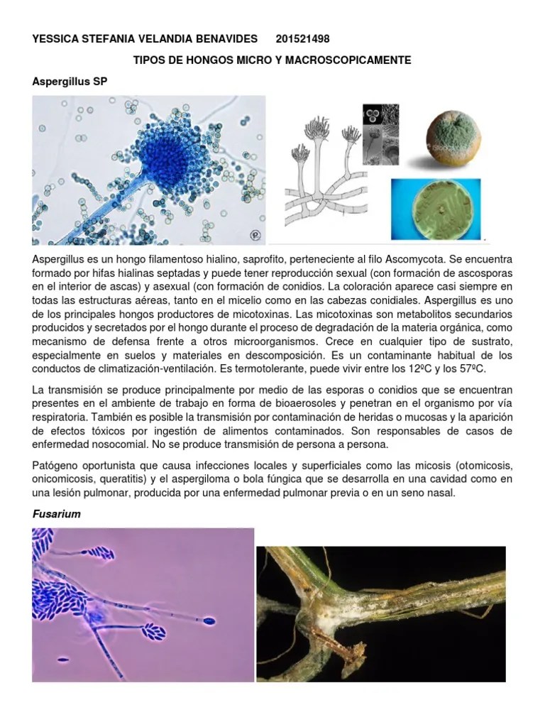 Hongos | PDF | Hongo | Organismos