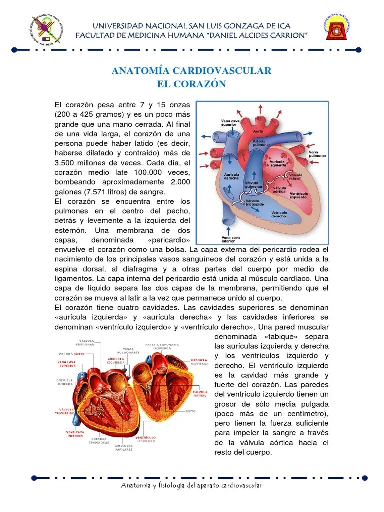 Anatomia Y Fisiología Cardiovascular | PDF | Corazón | Sistema Linfático