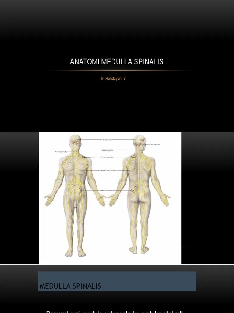 Anatomi Medulla Spinalis | PDF