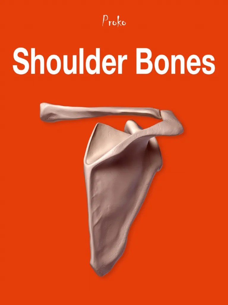 Proko Drawing 8 | PDF