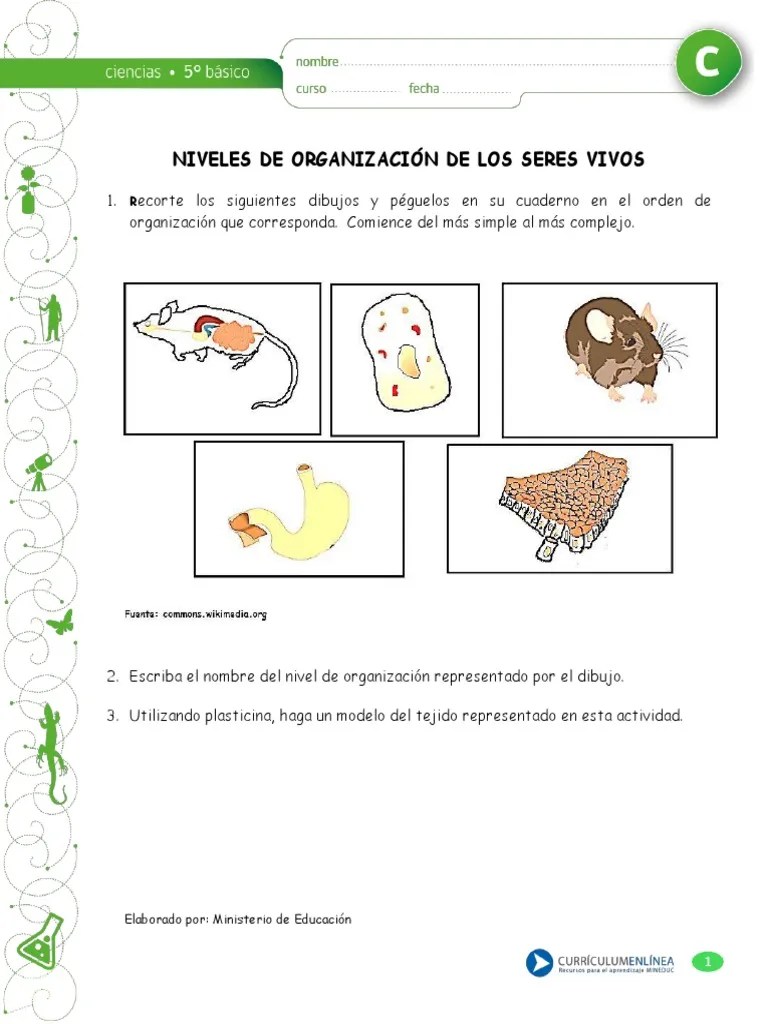 Organizacion De Los Seres Vivos | PDF