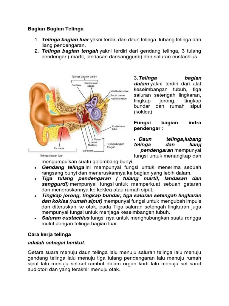 Bagian Bagian Telinga | PDF