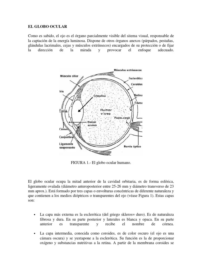 El Globo Ocular | PDF | Ojo Humano | Córnea