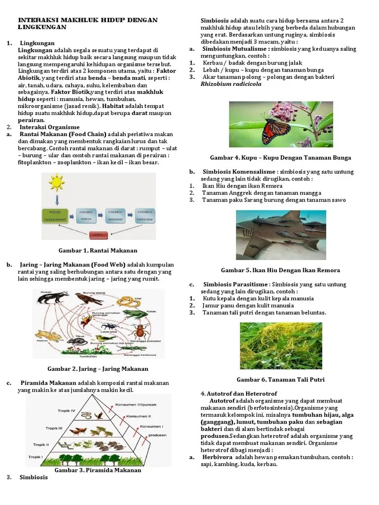 Organisme Autotrof Adalah Organisme Yang Dapat