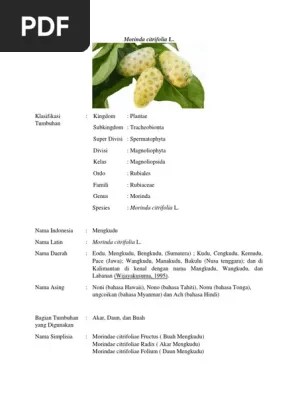 Morinda Citrifolia L | PDF