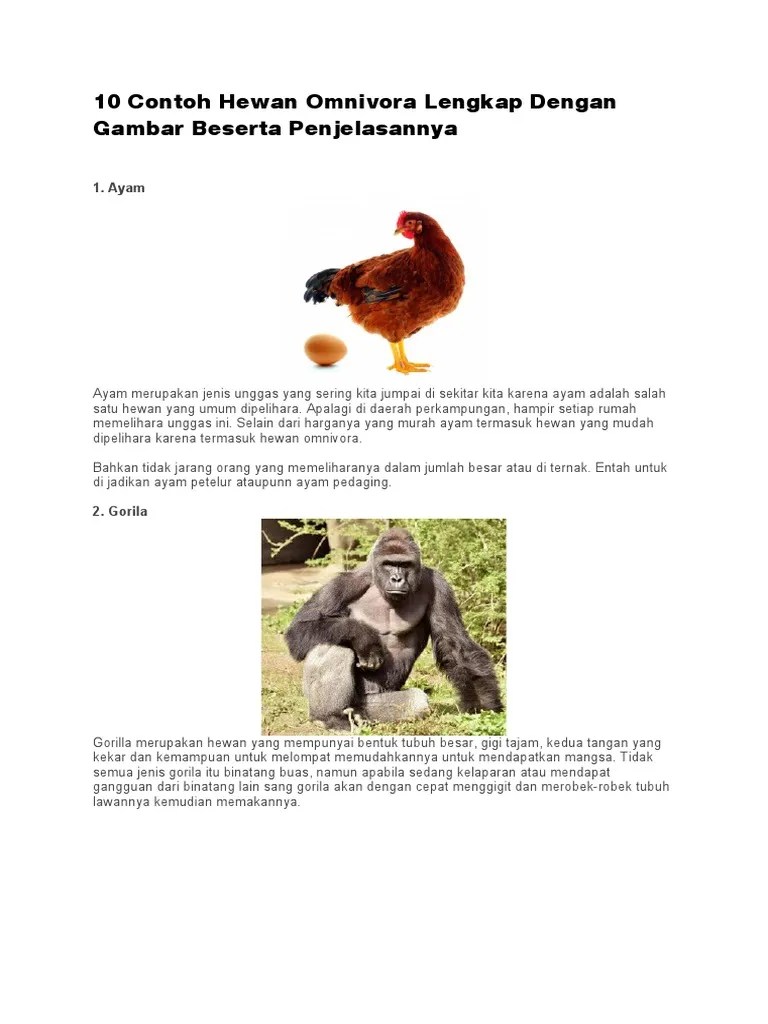 10 Contoh Hewan Omnivora Lengkap Dengan Gambar Beserta Penjelasannya | PDF