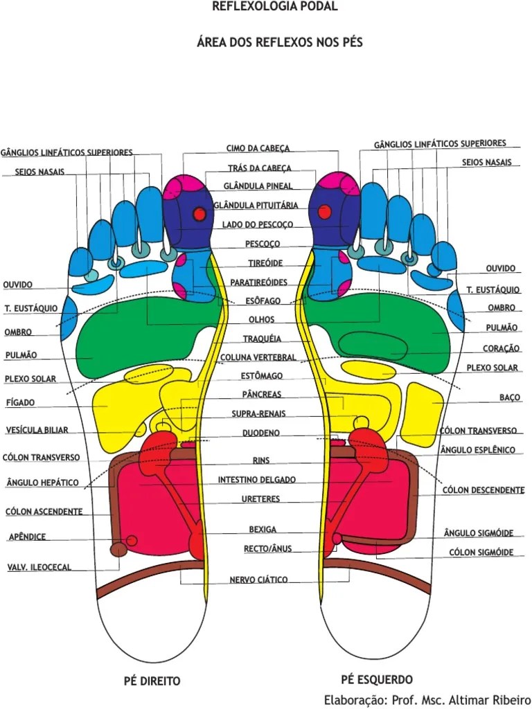 Reflexologia Podal | Download Grátis PDF | Intestino Delgado | Sistema ...