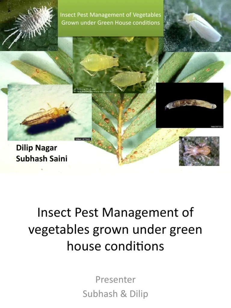 Insect Pest Management Of Vegetables Grown Under Green | Download Free PDF | Agronomy | Pest ...
