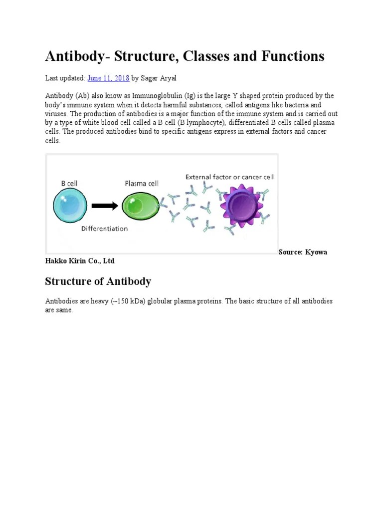 Antibody-Structure, Classes And Functions | PDF | Antibody | Molecular Biophysics