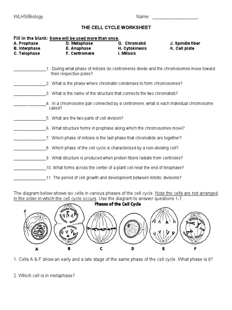 Meiosis stop animation rubric · cell cycle regulation worksheet . Cell Cycle Pdf Mitosis Cell Cycle