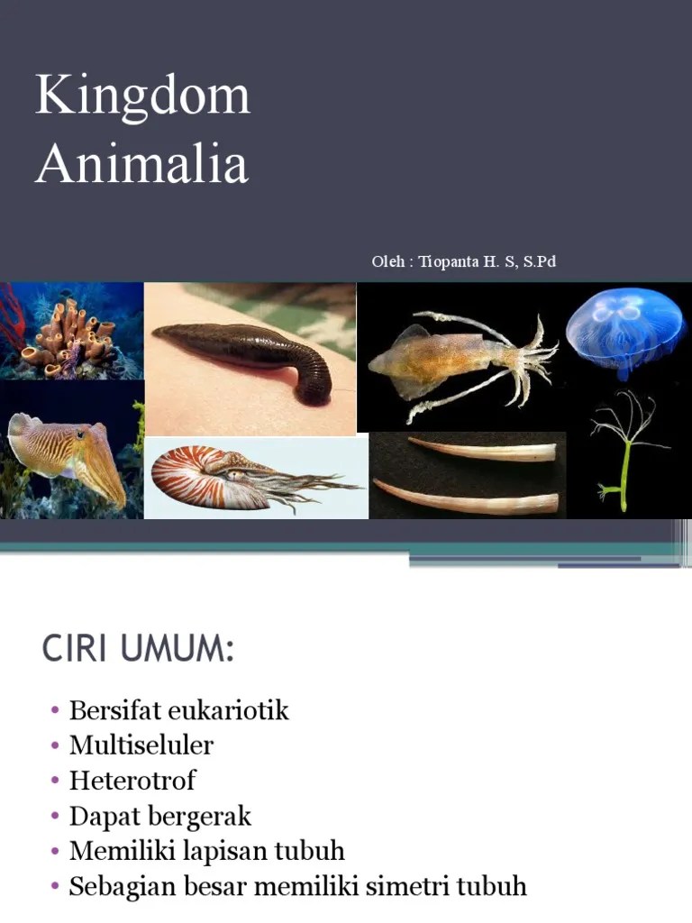 Kingdom Animalia Part 1 | PDF