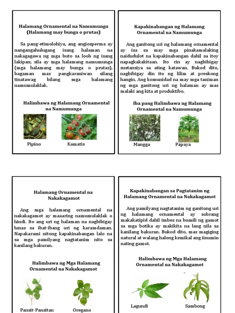 Ito ang mga halaman na makapag bibigay ng buhay natural sa loob at labas ng iyong bahay. Halamang Ornamental Pdf