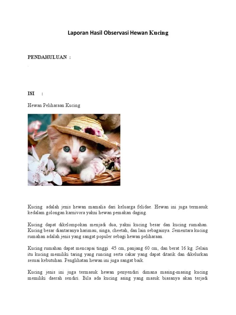 (14) dalam masyarakat jawa mengenal sistem religi. Laporan Hasil Observasi Hewan Kucing Pdf