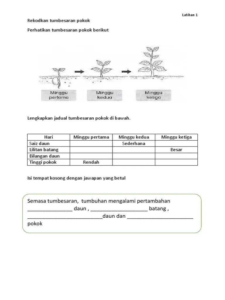 Tumbuhan percambahan biji benih hasil eksperimen bilangan hari ketinggian pokok (cm) bilangan daun tumbesaran . Latihan Sains 18 5 2020 Pdf