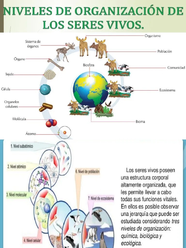 Niveles De Organización De Los Seres Vivos | PDF | Organismos | Biología Celular)