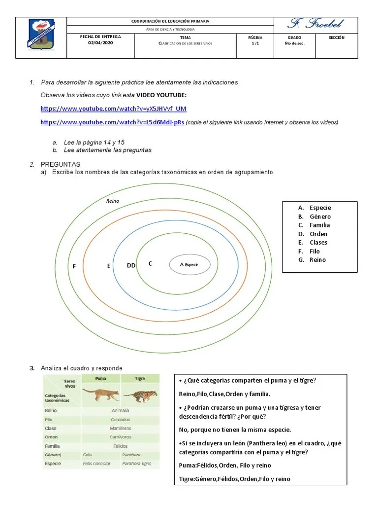 Clasificación De Los Seres Vivos | PDF | Felinos | Gatos