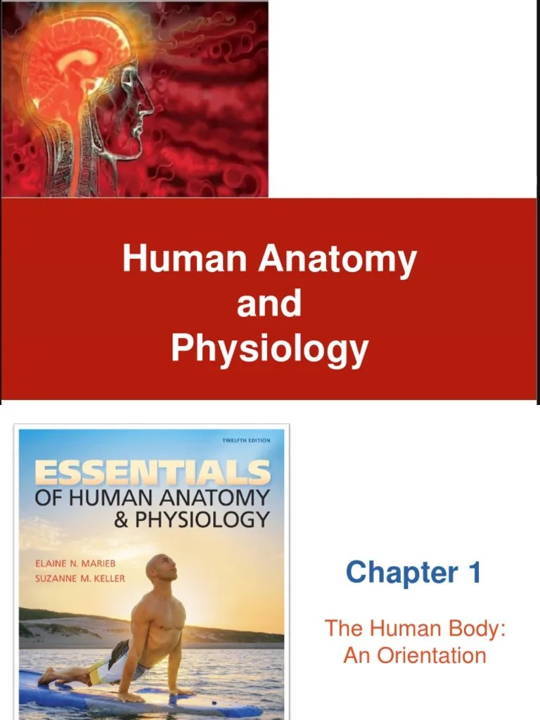 CHAPTER 1 The Human Body An Orientation | PDF | Anatomical Terms Of ...