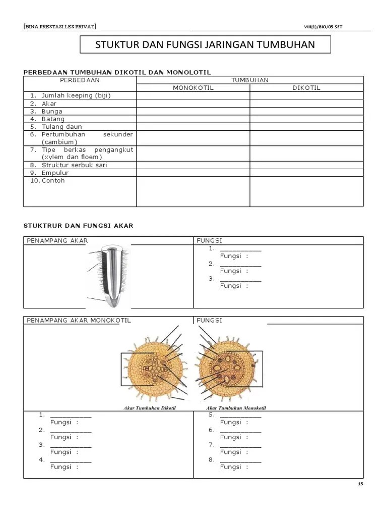 Struktur Dan Fungsi Jaringan Tumbuhan | PDF