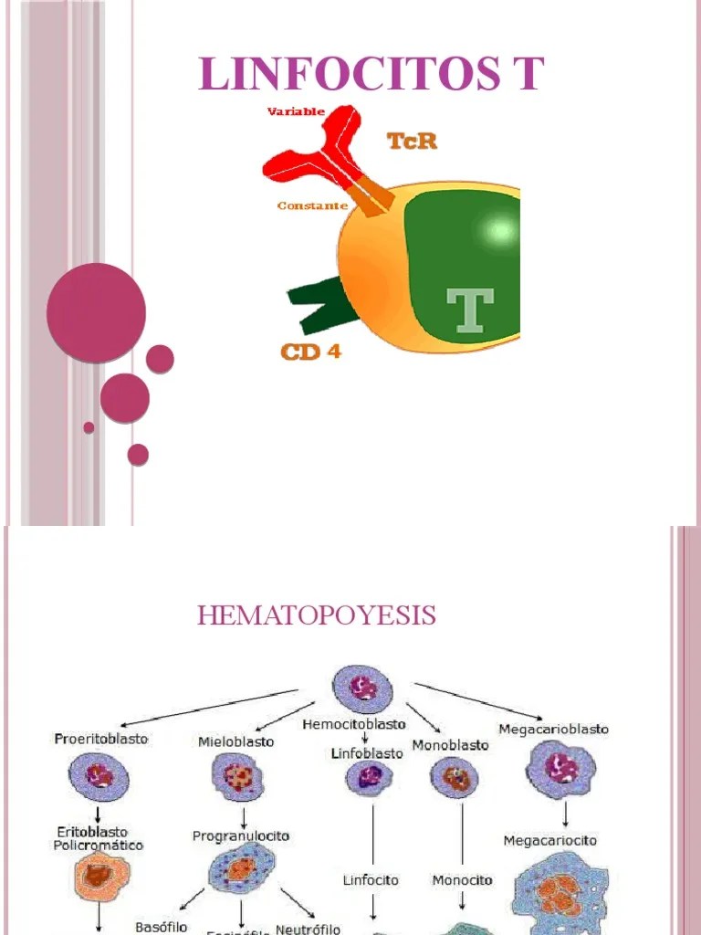 LINFOCITOS T Diapositivas | PDF | Célula T | Linfocitos