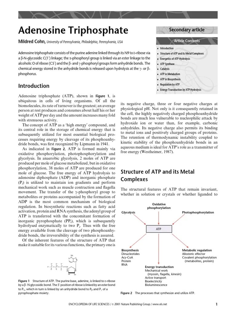 Adenosine Triphosphate PDF | PDF | Adenosine Triphosphate | Nucleotides