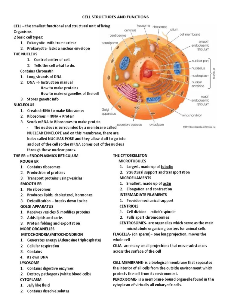 Cell Structures And Functions | PDF | Cell Nucleus | Cell (Biology)