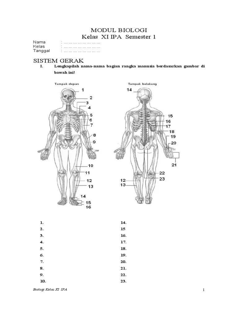 Dalam menjawab butir soal materi sistem gerak manusia pada siswa kelas xi. Modul Sistem Gerak Pdf