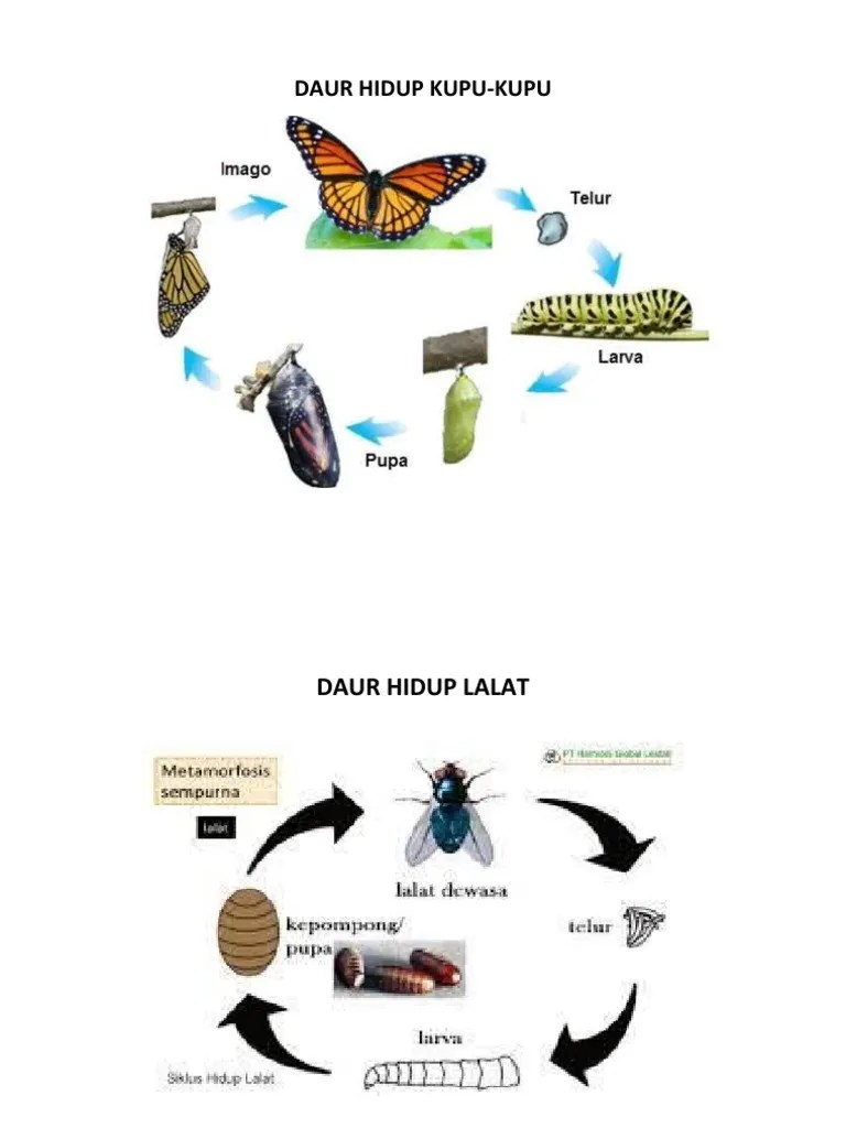 Daur Hidup Kupu | PDF