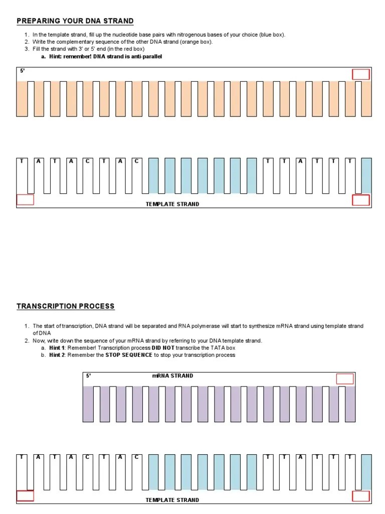 Transcription - Translation Exercise | PDF | Science & Mathematics | Computers