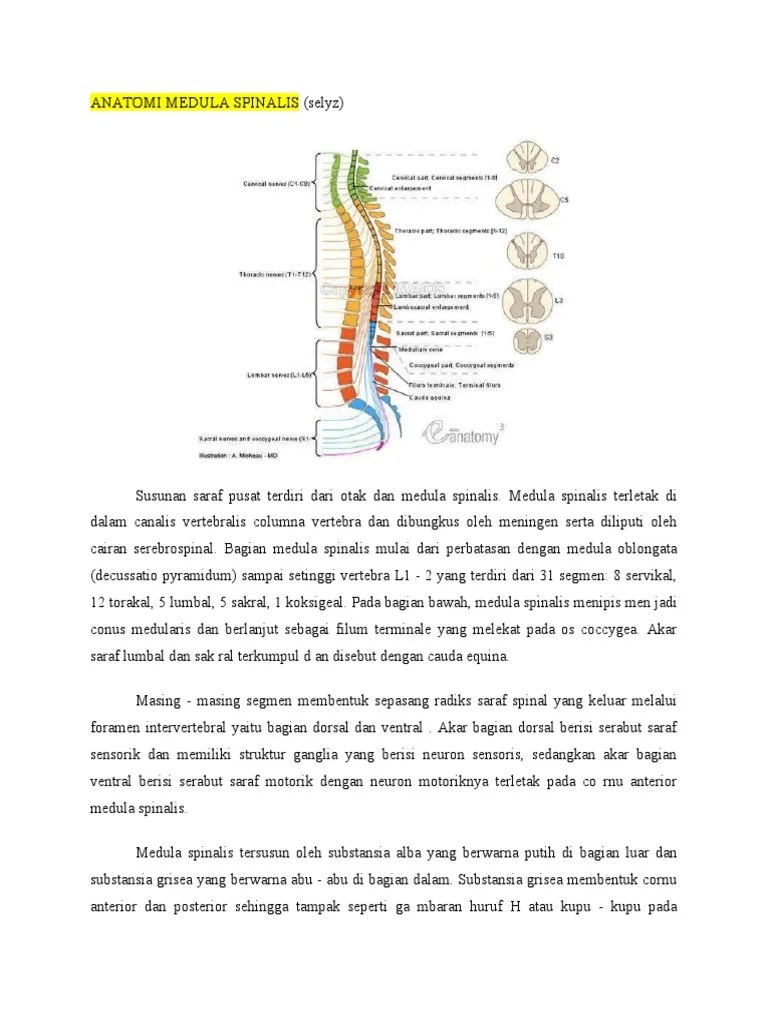 Anatomi Medula Spinalis | PDF | Pengembangan Diri | Kesehatan Holistik