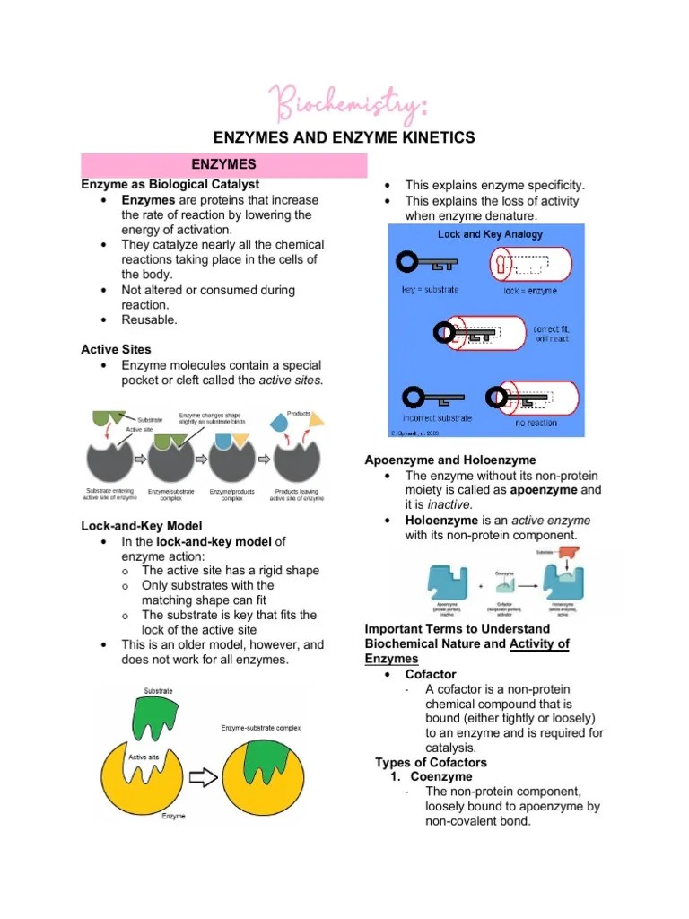 Biochem Enzyme Notes | PDF | Cofactor (Biochemistry) | Enzyme