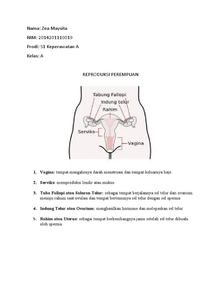 Oviduk (tuba falopi) merupakan saluran yang menghubungkan ovarium dengan rahim. Reproduksi Perempuan Pdf