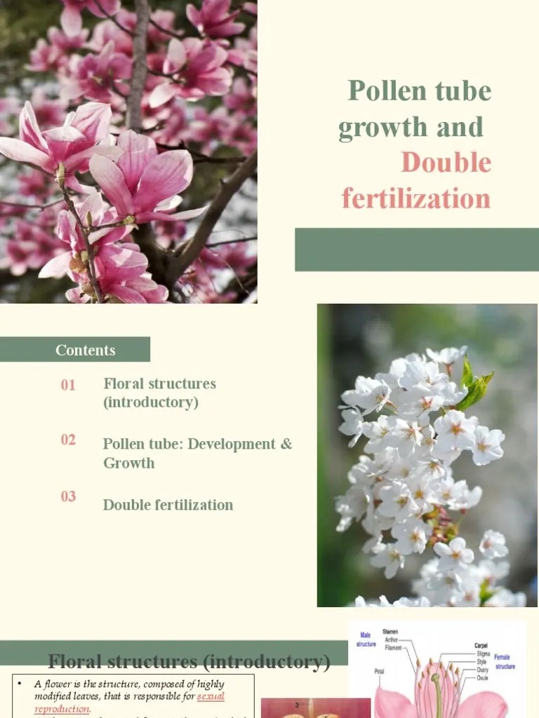 Pollen Tube Growth And Double Fertilization | PDF | Fertilisation | Pollen
