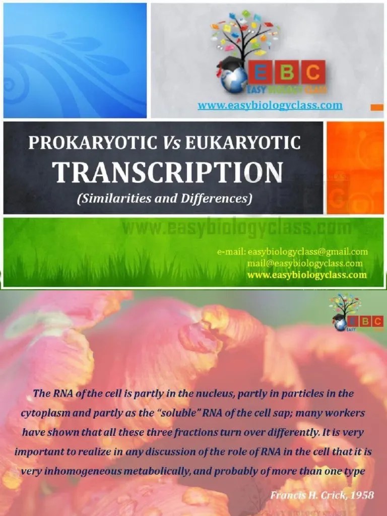 Difference Between Prokaryotic And Eukaryotic Transcription PPT And PDF | PDF