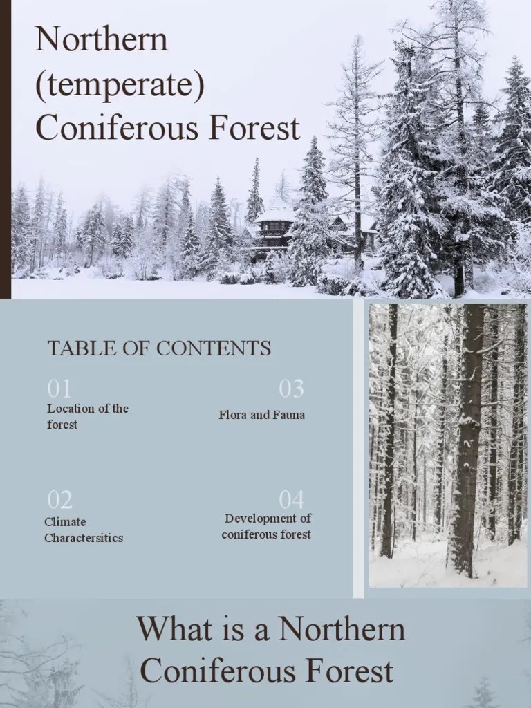 Northern (Temperate) Coniferous Forest | PDF | Forests | Physical Geography