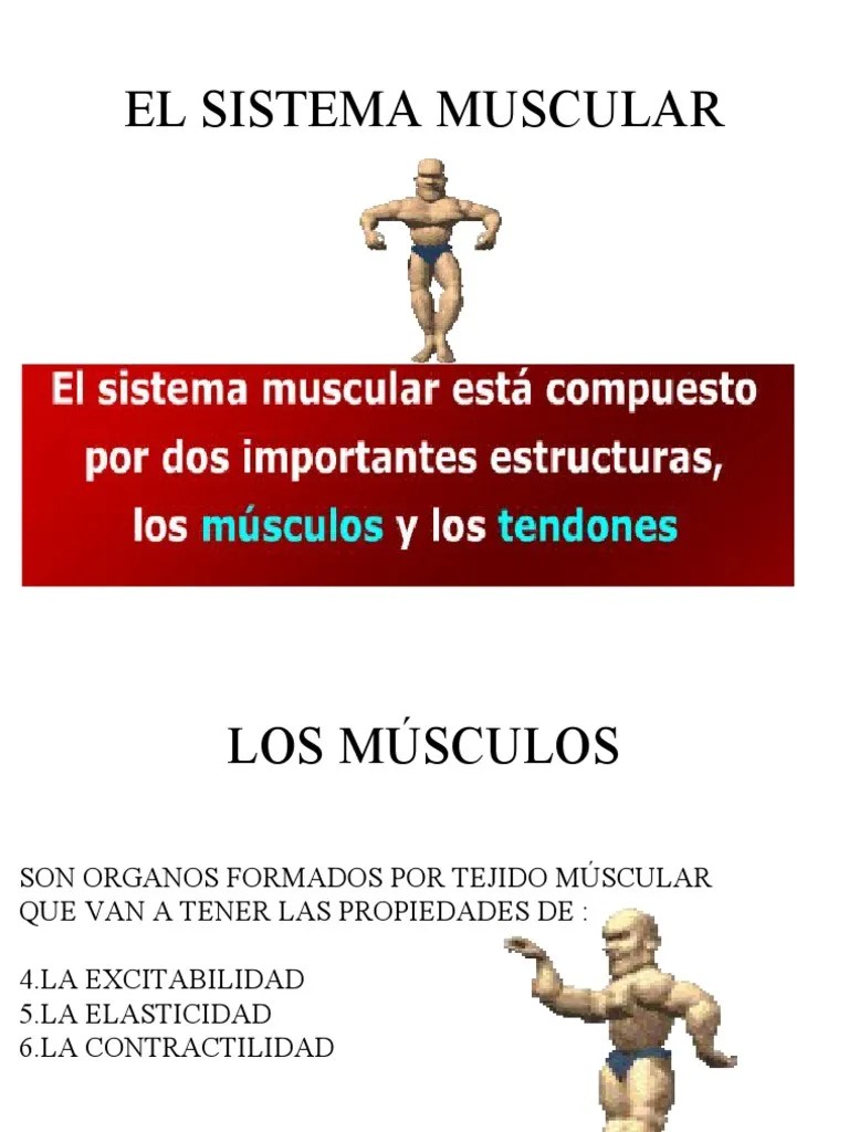 Músculos | PDF | Tejido Suave | Músculo