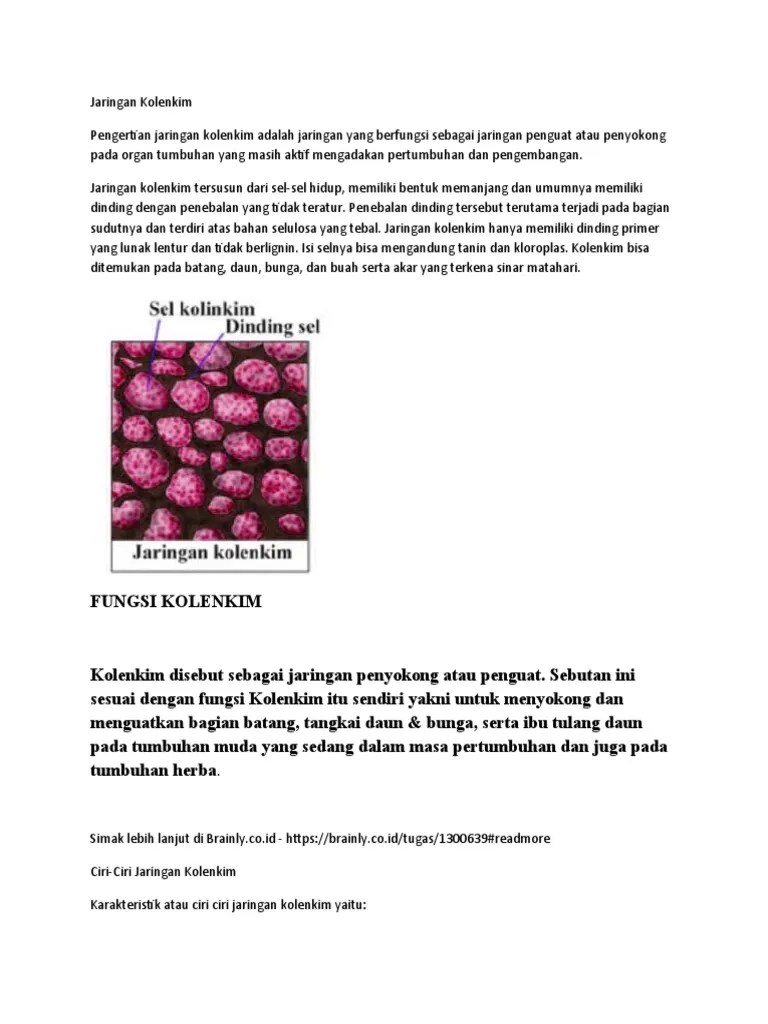 Karakteristik atau ciri ciri jaringan kolenkim yaitu: Spt Kolenkim Dan Sklerenkim Pdf