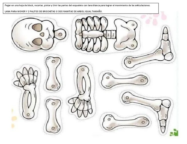 Esqueleto Armable | PDF