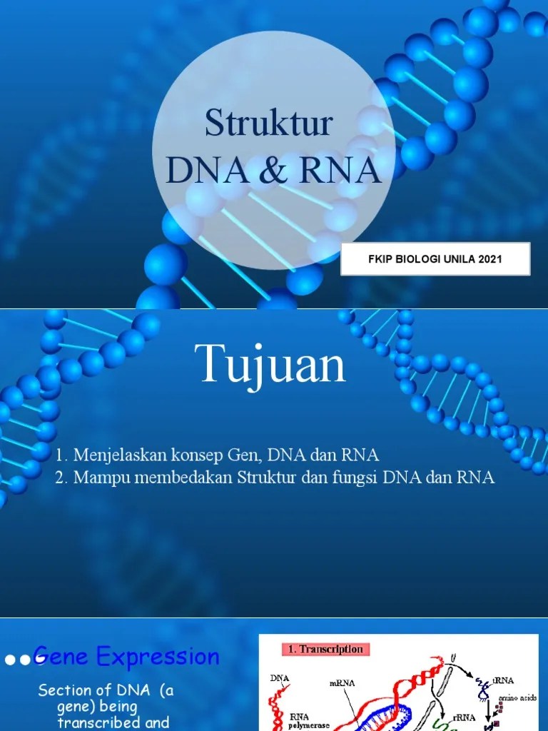 Struktur Dna Rna | PDF | Gene | Dna