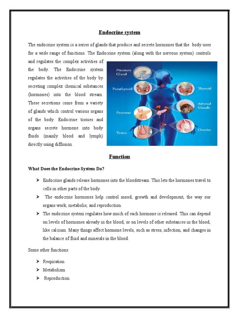 What Does The Endocrine System Do? | PDF | Endocrine System | Pancreas