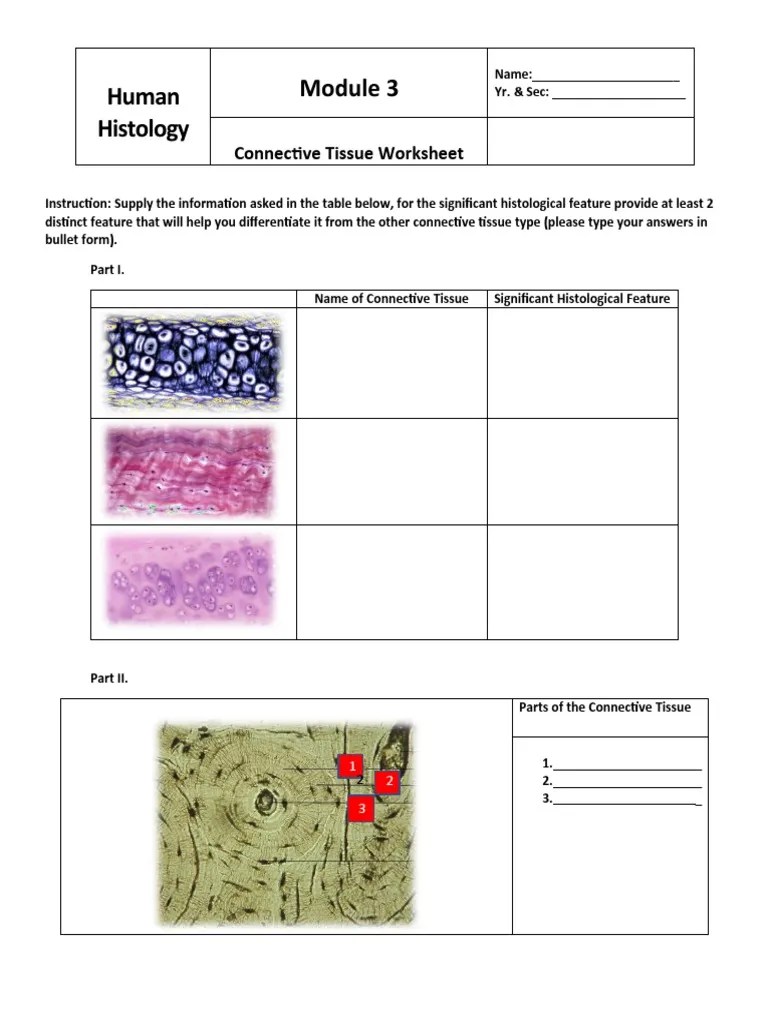 Specialized cells in connective tissue defend the body from. Connective Tissue Laboratory Worksheet Pdf