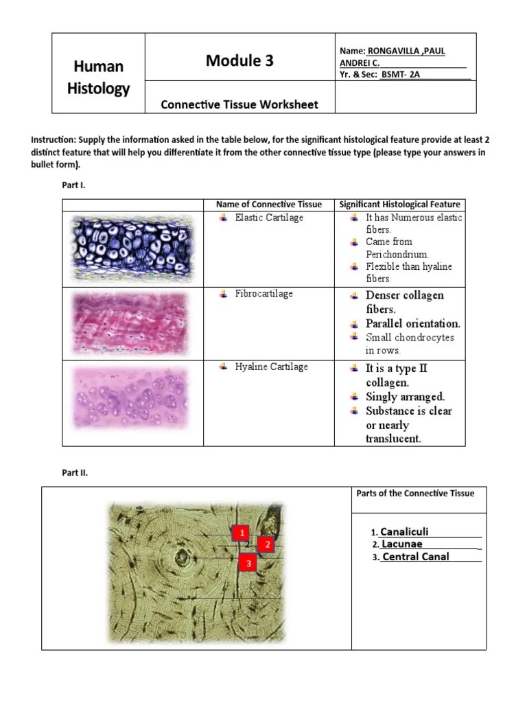 Describe the blood supply in epithelial tissue. 2a M3 Rongavilla Paulandrei Pdf Connective Tissue Microscopy
