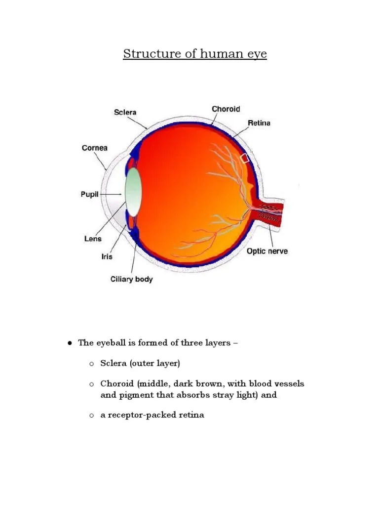 Structure Of Human Eye | PDF