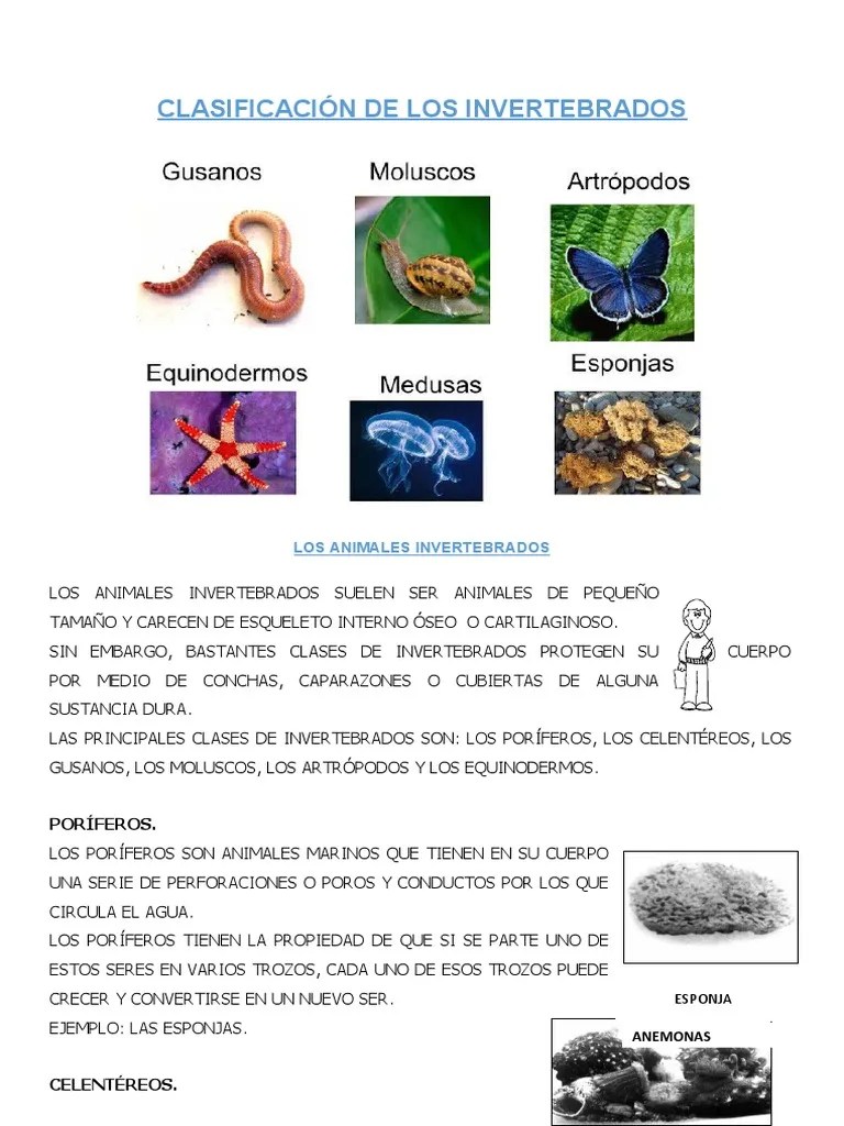 Los Vertebrados E Invertebrados | PDF | Invertebrado | Esponja
