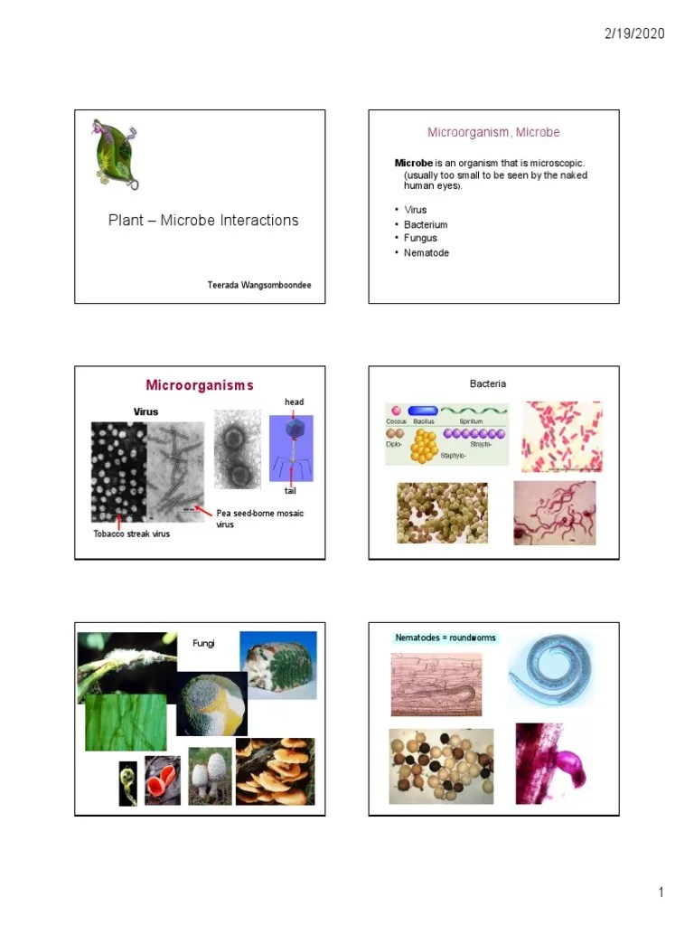 Plant - Microbe Interactions (Eng) 2020 | PDF | Fungus | Microorganism