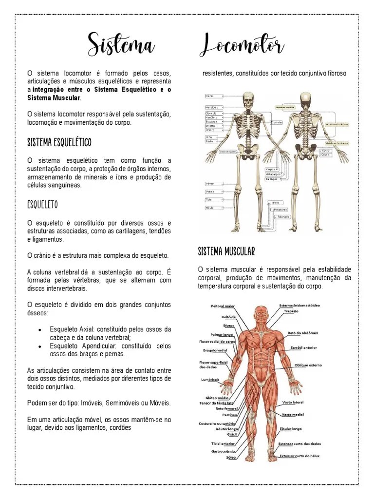 Sistema Locomotor | PDF | Sistema Musculoesquelético Humano | Músculo