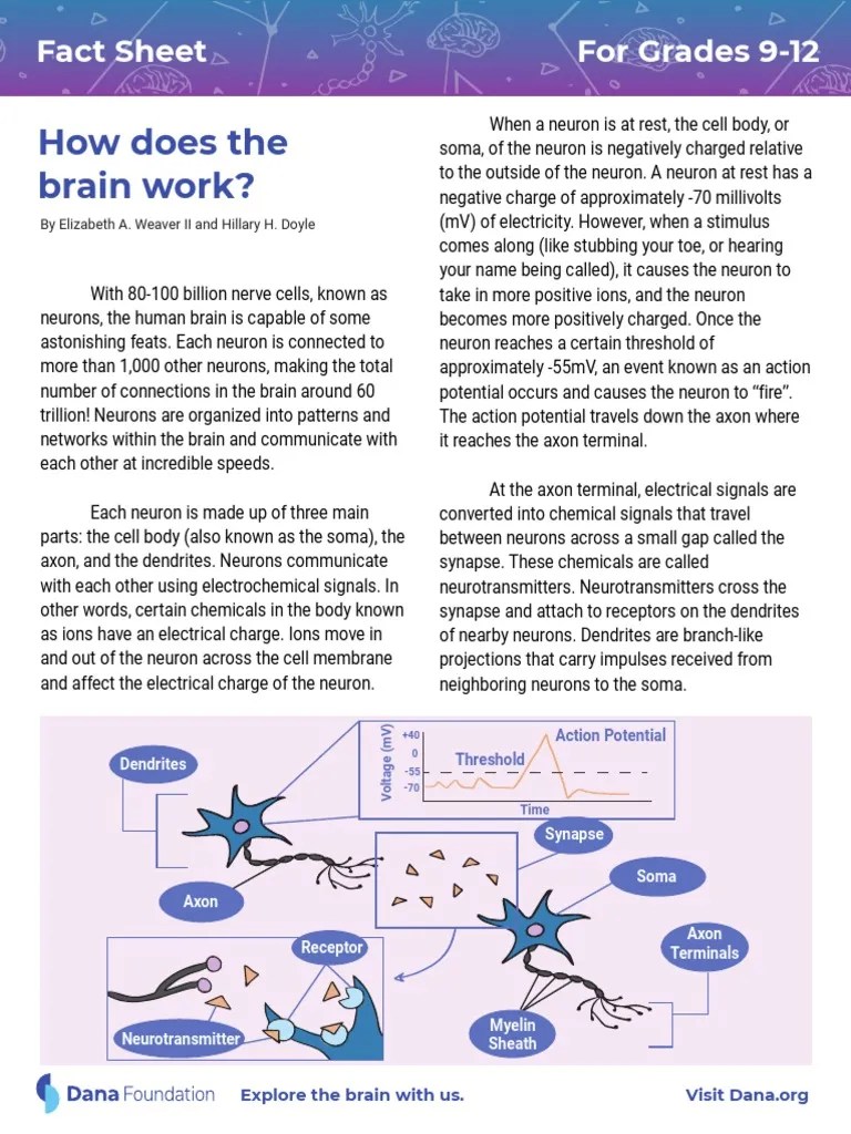 How Does The Brain Work?: For Grades 9-12 Fact Sheet | PDF | Neuron | Brain