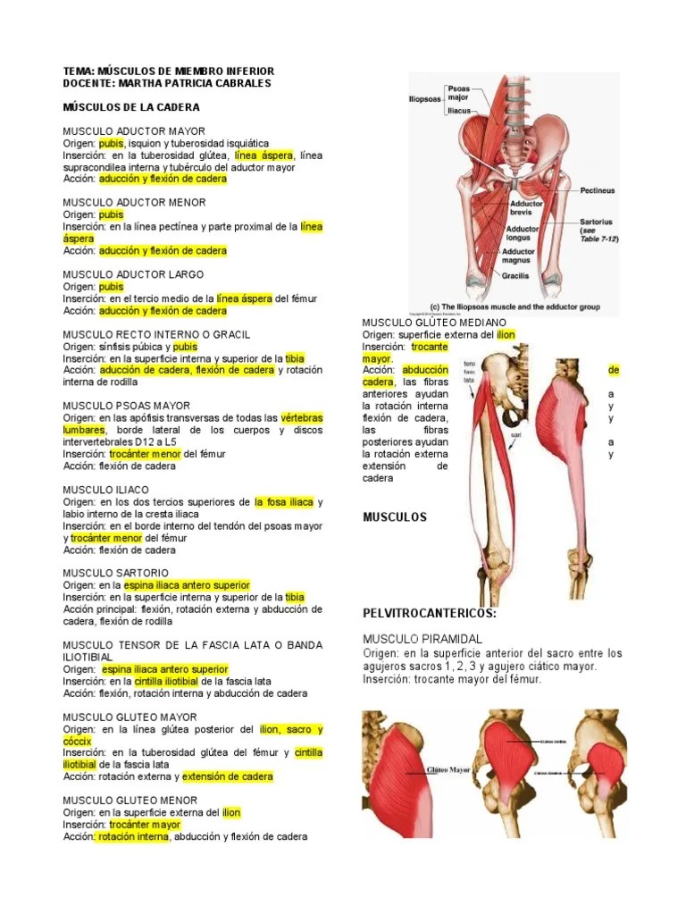 MUSCULOS Miembro Inferior Hasta Rodilla | PDF | Extremidades (anatomía) | Cadera