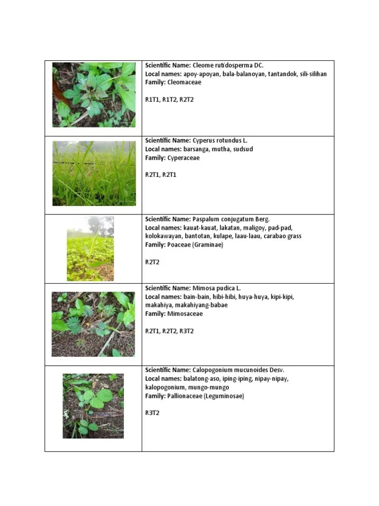 Different Type Of Weeds | PDF