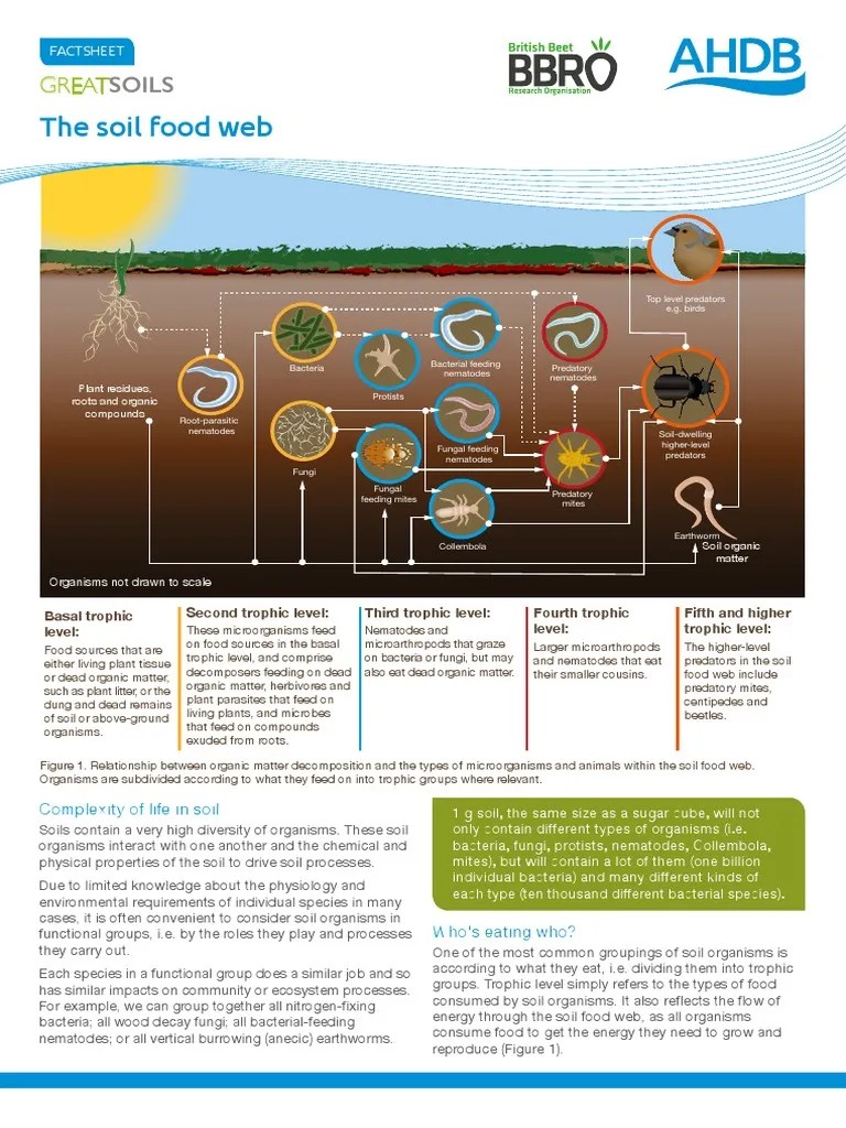 Soil Food Web | PDF | Food Web | Soil